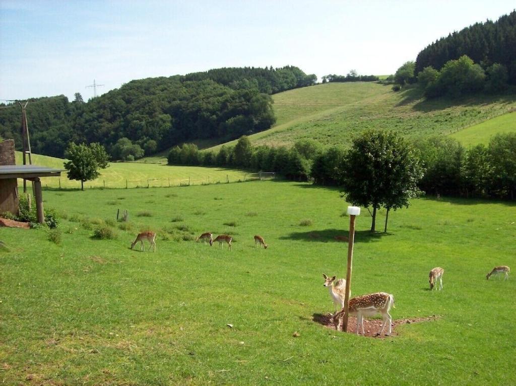 Hof Goerrespesch-Ferien Im Herzen Der Schneifel Schlausenbach Dış mekan fotoğraf